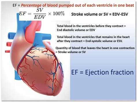 normal lv ejection fraction|Lv ejection fraction 60.